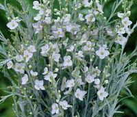 GOMPHOSTIGMA White Candy