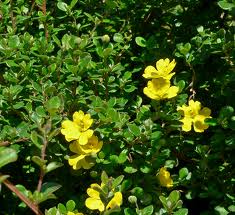 HIBBERTIA aspera