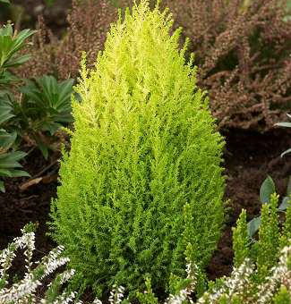 CUPRESSUS macrocarpa Golden Torch ®