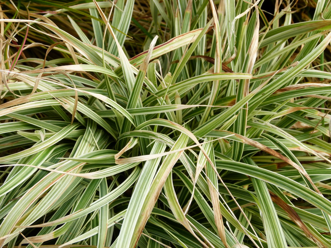 OPHIOPOGON jaburan Vittatus