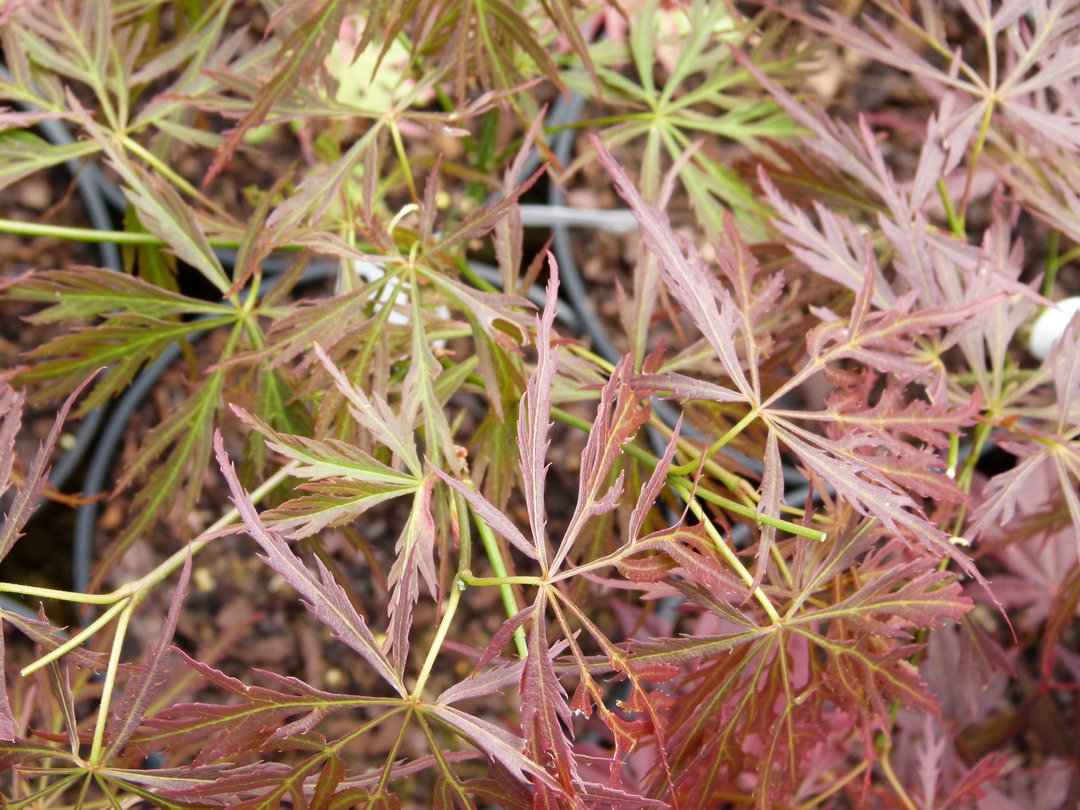 ACER palmatum Dissectum Rubrifolium