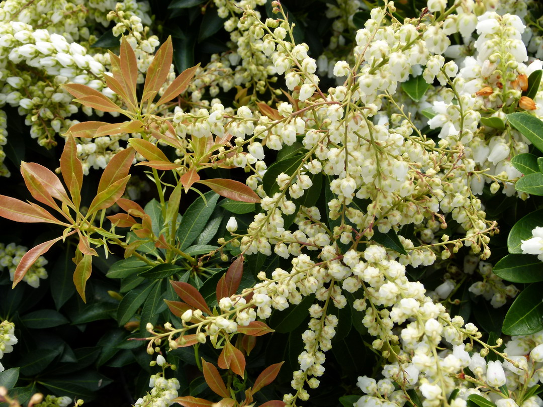PIERIS japonica La Rocaille