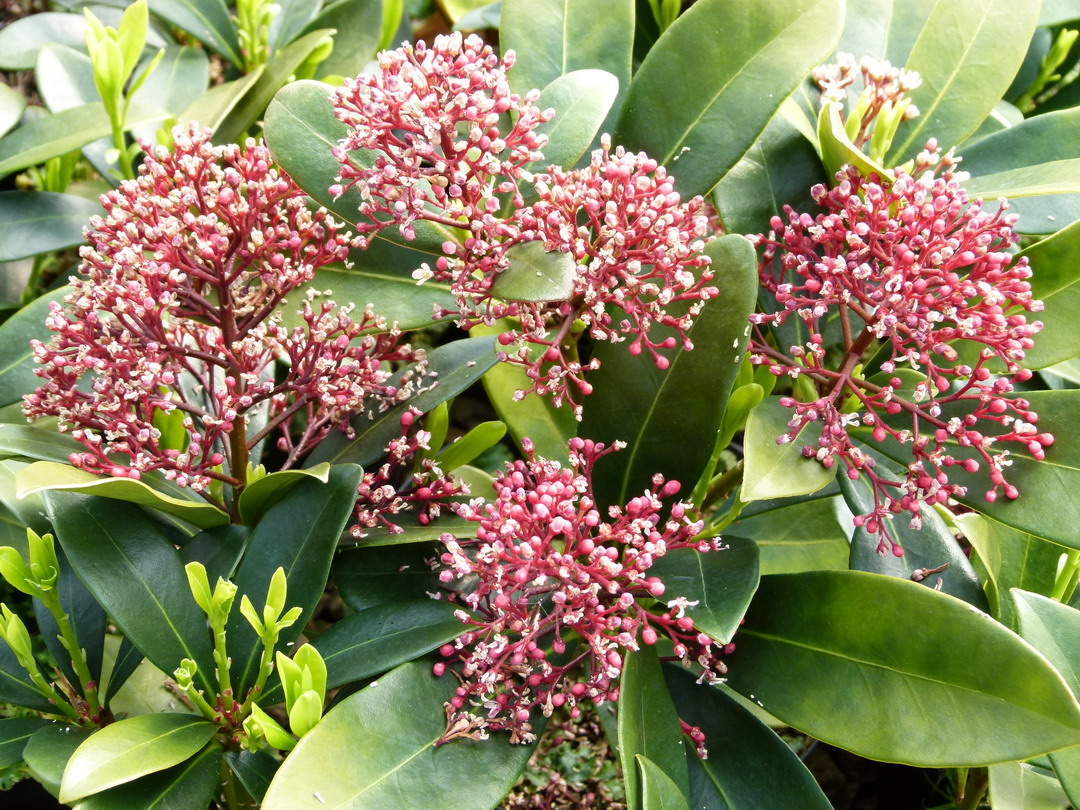 SKIMMIA japonica Rubella