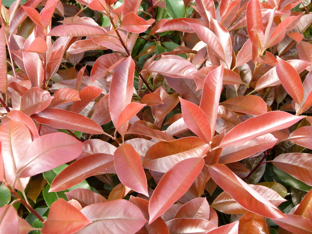 PHOTINIA x.fraseri Red Select