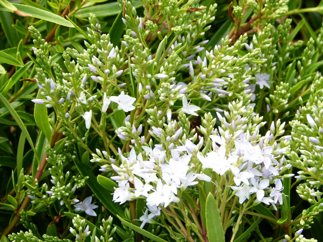 HEBE diosmifolia : floraison de début de printemps. Nº3565