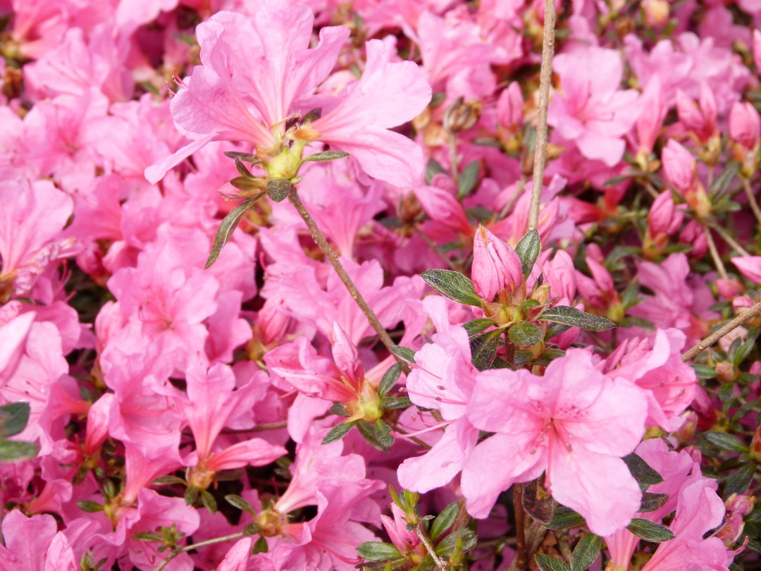 AZALEA japonaise Mme A. Van Hecke