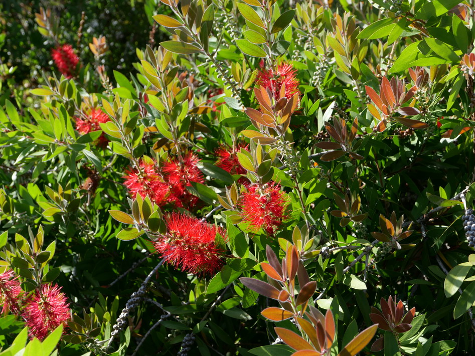 CALLISTEMON laevis