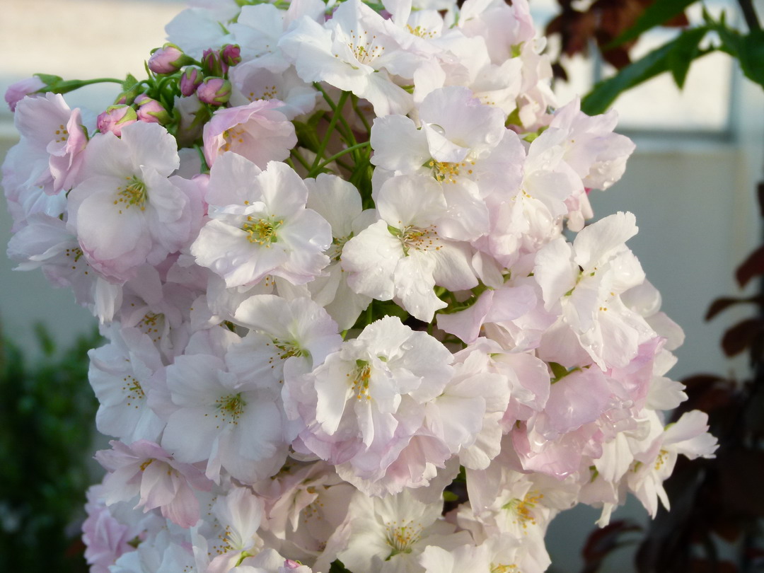 PRUNUS serrulata Amanogawa