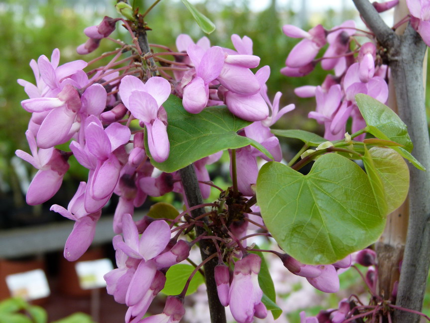 CERCIS siliquastrum