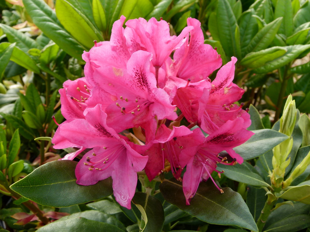 RHODODENDRON hybride Nova Zembla : floraison de mai. Nº3605
