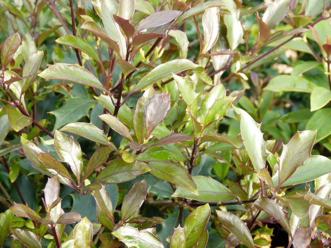 OSMANTHUS heterophyllus Purpureus