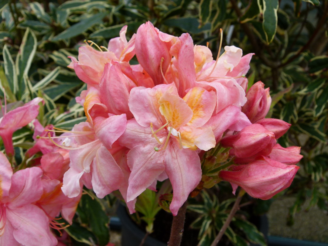 AZALEA caduque Sunset Pink : floraison d'avril-mai. Nº3607