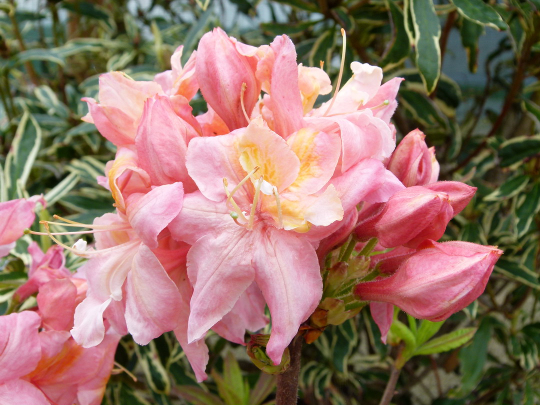 AZALEA caduque Sunset Pink : floraison d'avril-mai. Nº3608