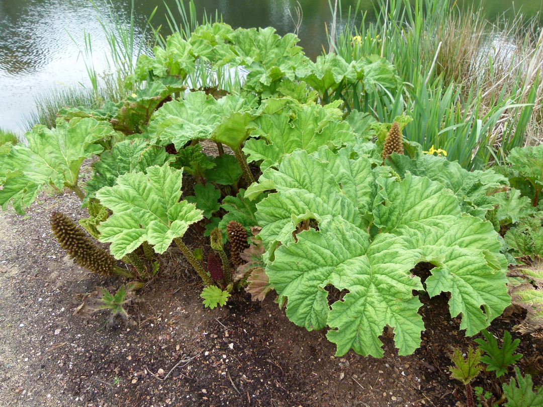 GUNNERA manicata