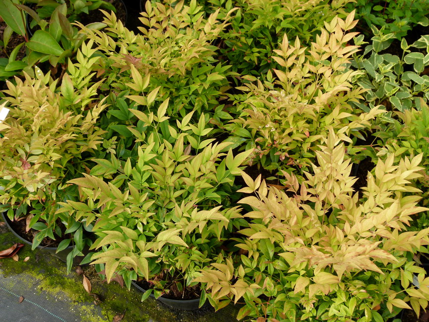 NANDINA domestica Gulf Stream