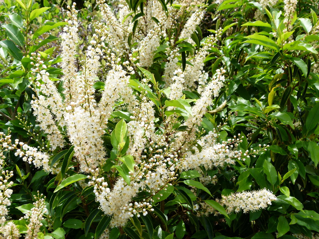 PRUNUS lusitanica Myrtifolia Laurier du Portugal Myrtifolia — free download