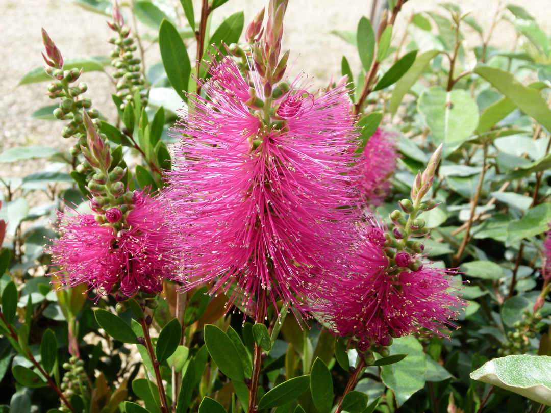 CALLISTEMON viminalis Hot Pink ® : floraison de mai-juin. Nº3639