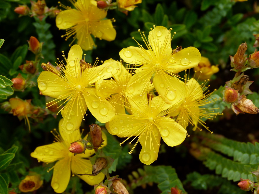 HYPERICUM olympicum : floraison de printemps. Nº3657