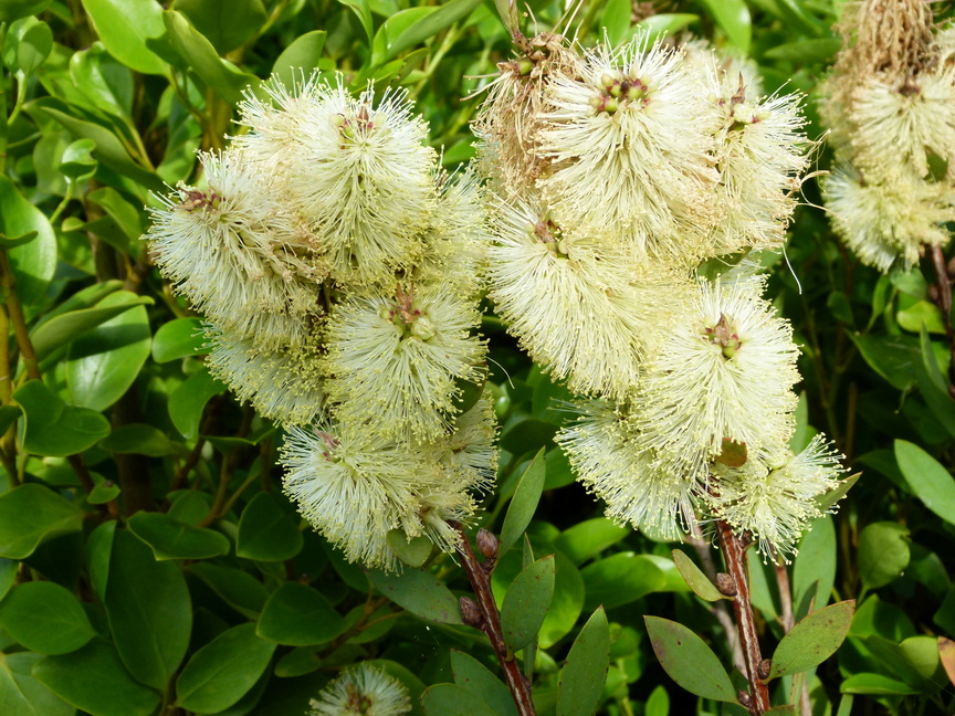 CALLISTEMON salignus