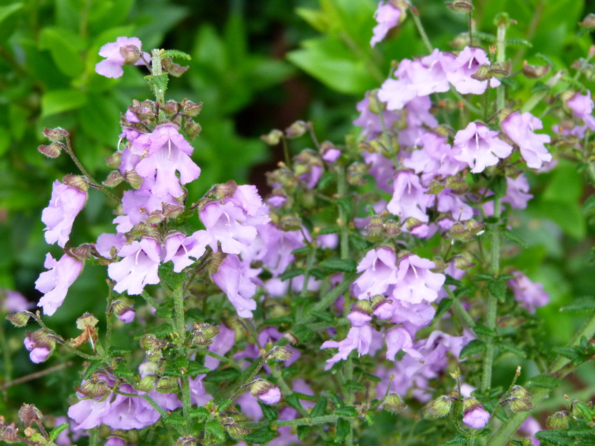 PROSTANTHERA La Provence ®