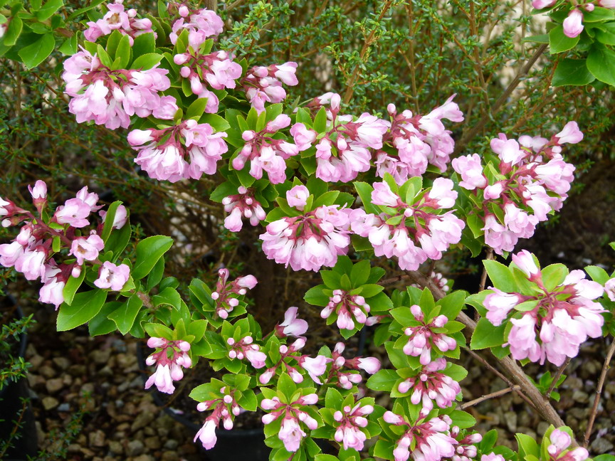 planter un escallonia