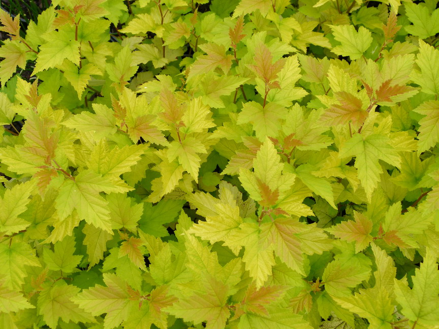 PHYSOCARPUS opulifolius Nugget