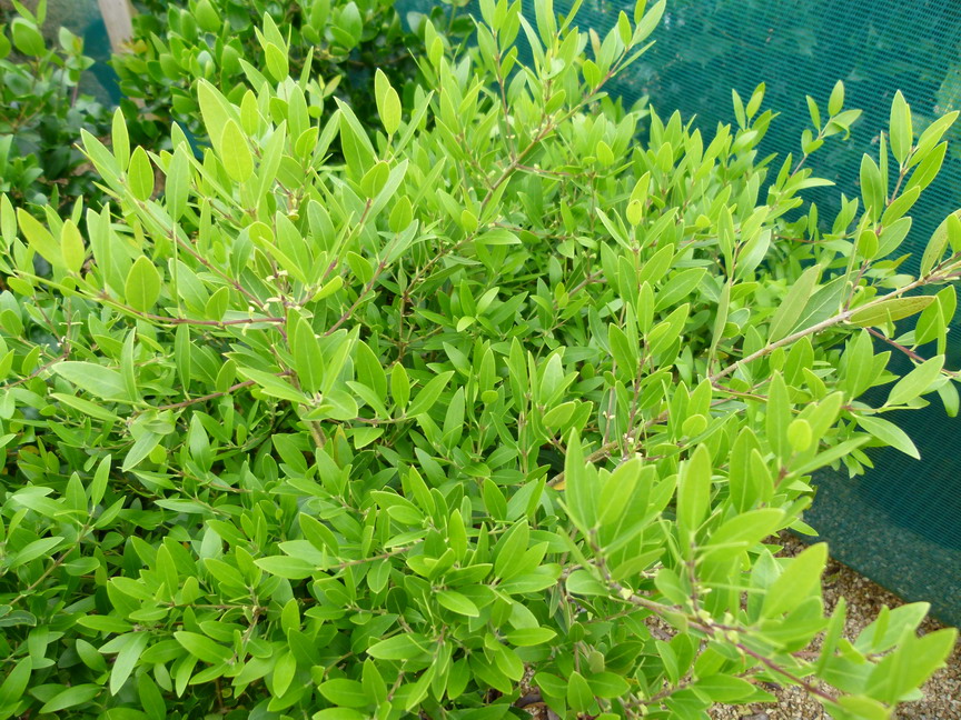 PHILLYREA angustifolia : jeunes pousses de printemps. Nº3699