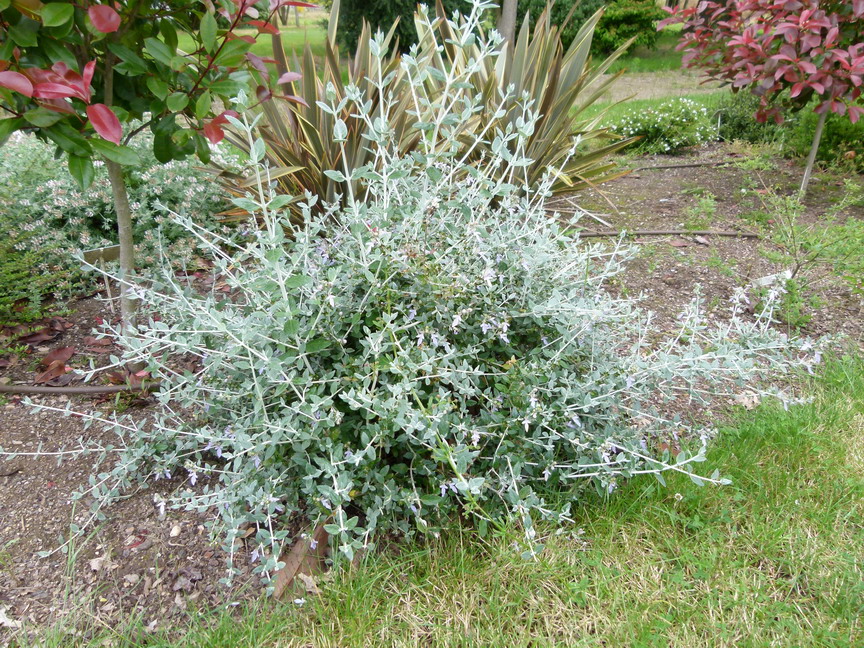 TEUCRIUM fruticans