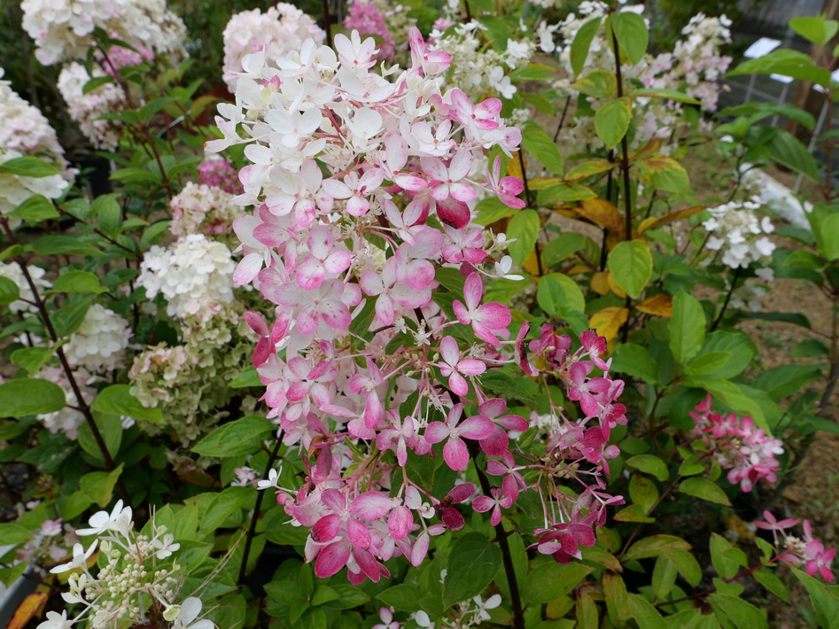 HYDRANGEA paniculata Diamant Rouge ®