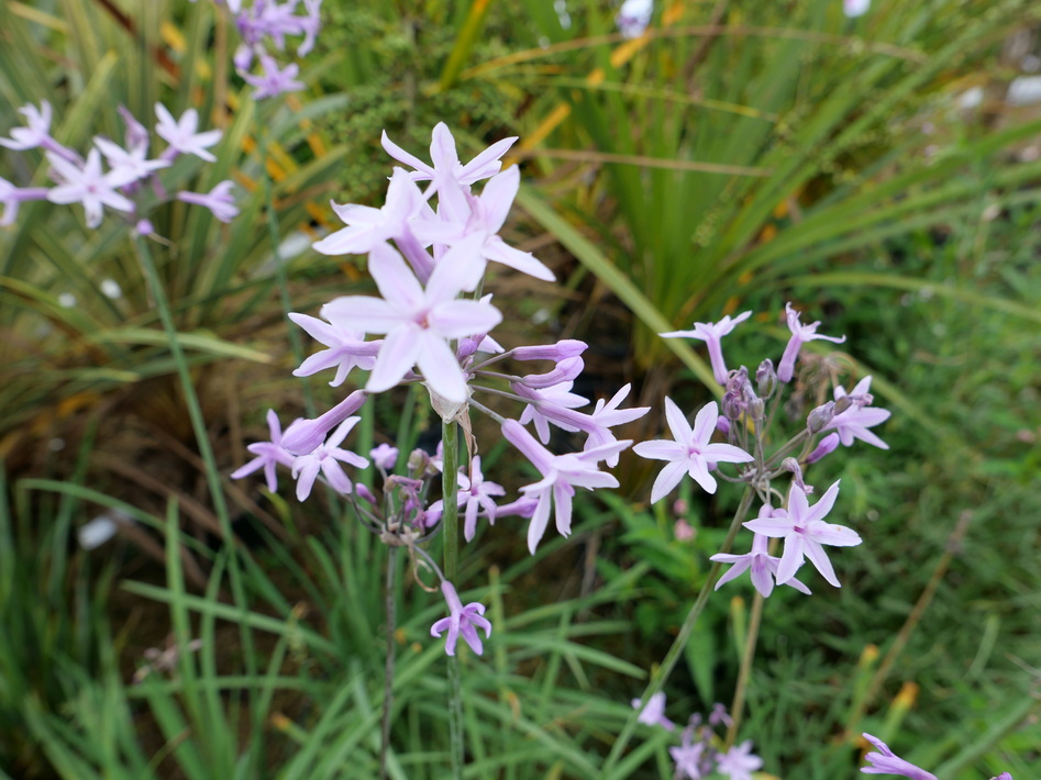 TULBAGHIA violacea