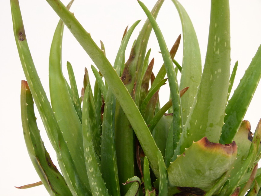 ALOE VERA, plante en ligne