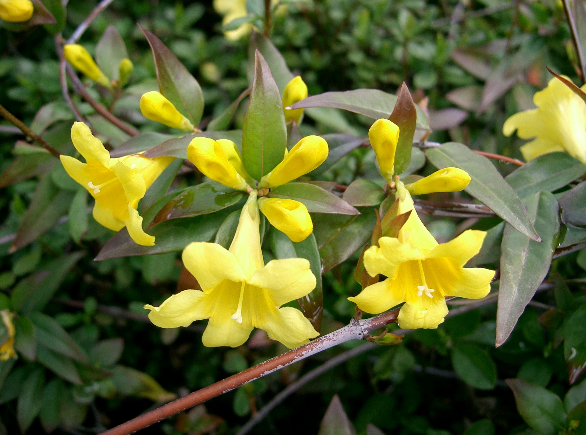 GELSEMIUM sempervirens