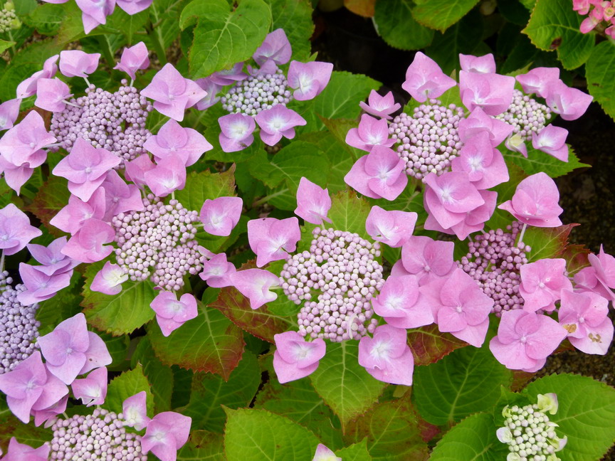 floraison hortensia