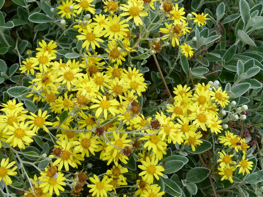SENECIO greyi