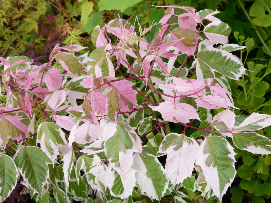 ACER negundo Flamingo