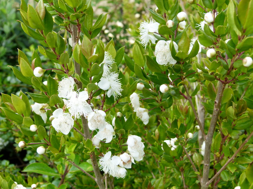 MYRTUS apiculata : floraison de juillet. Nº3765