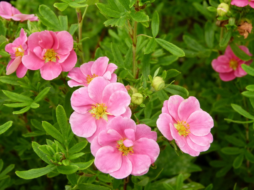 POTENTILLA fruticosa Pink Paradise ®