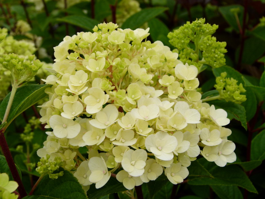 HYDRANGEA paniculata Sundae Fraise ® : floraison de juillet. Nº3777