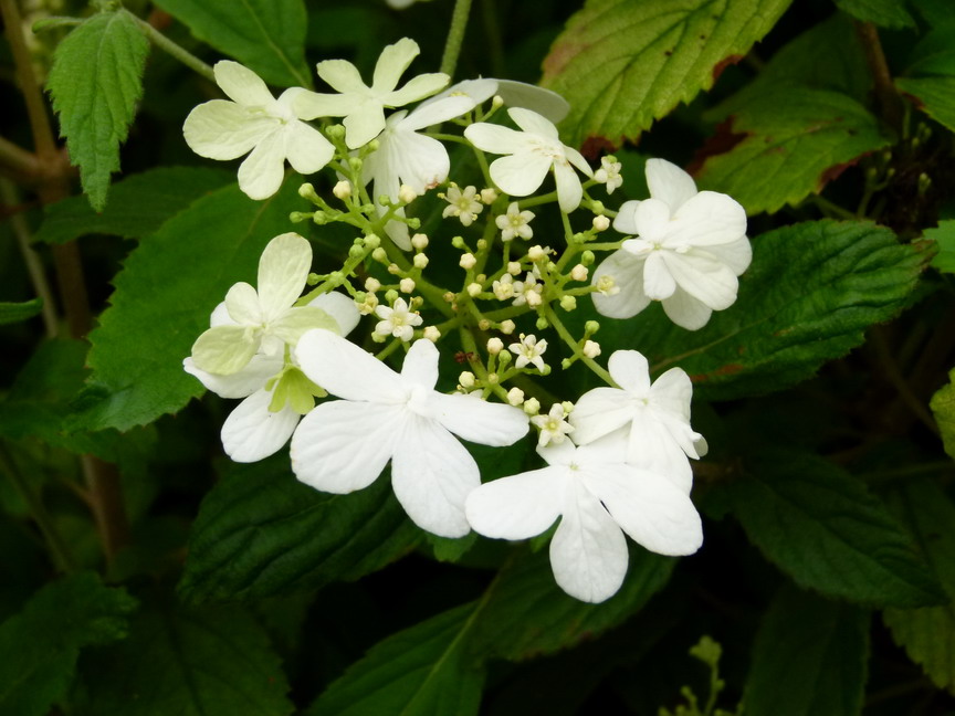 VIBURNUM plicatum Summer Snowflake : floraison de juillet. Nº3778