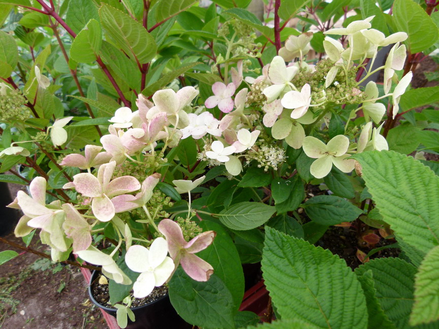 HYDRANGEA paniculata Early Sensation ® : floraison de juillet. Nº3780