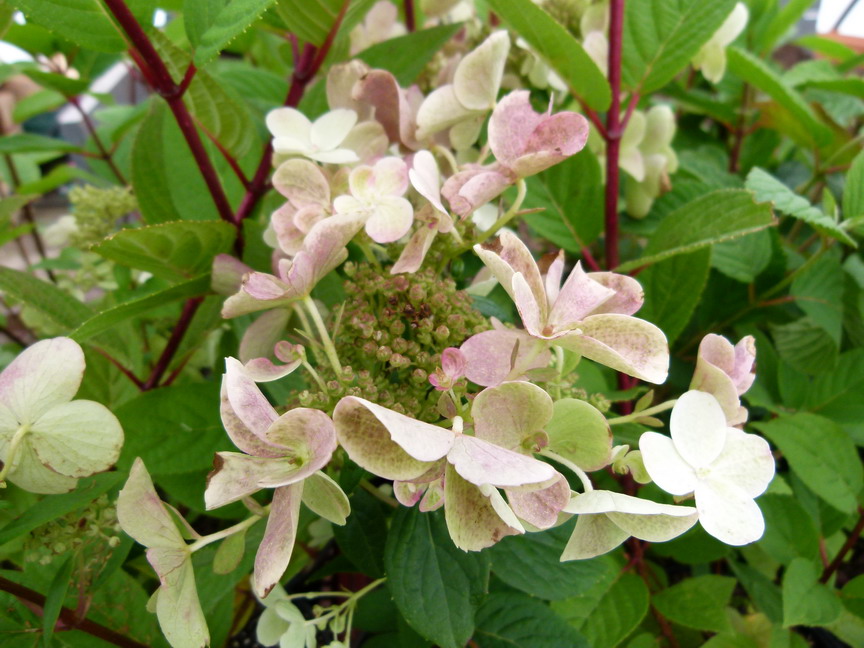 HYDRANGEA paniculata Early Sensation ® : floraison de juillet. Nº3781