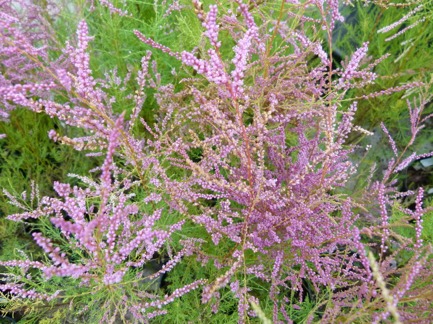TAMARIX ramosissima Pink Cascade : floraison estivale. Nº3787
