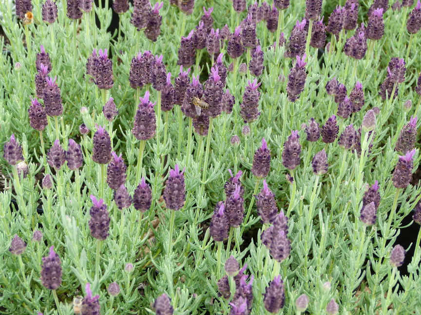 LAVANDULA stoechas Dark Royalty ®