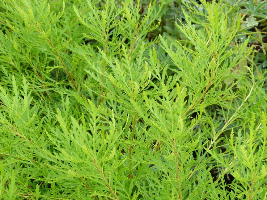 LOMATIA tinctoria