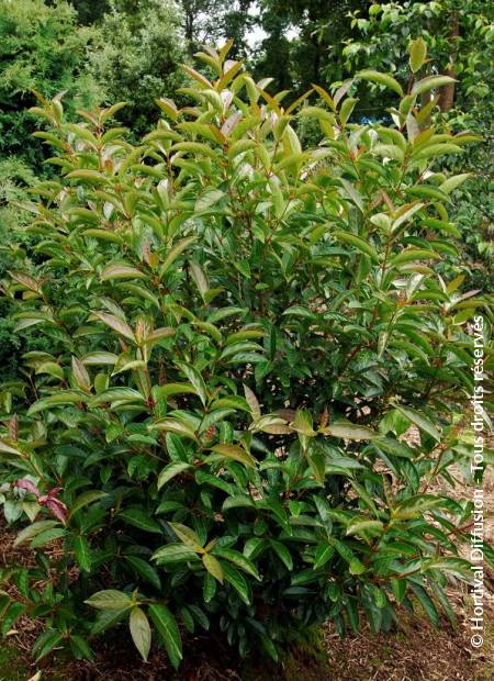 VIBURNUM Le Bois Marquis ®