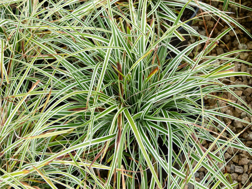 CAREX oshimensis Everest ®