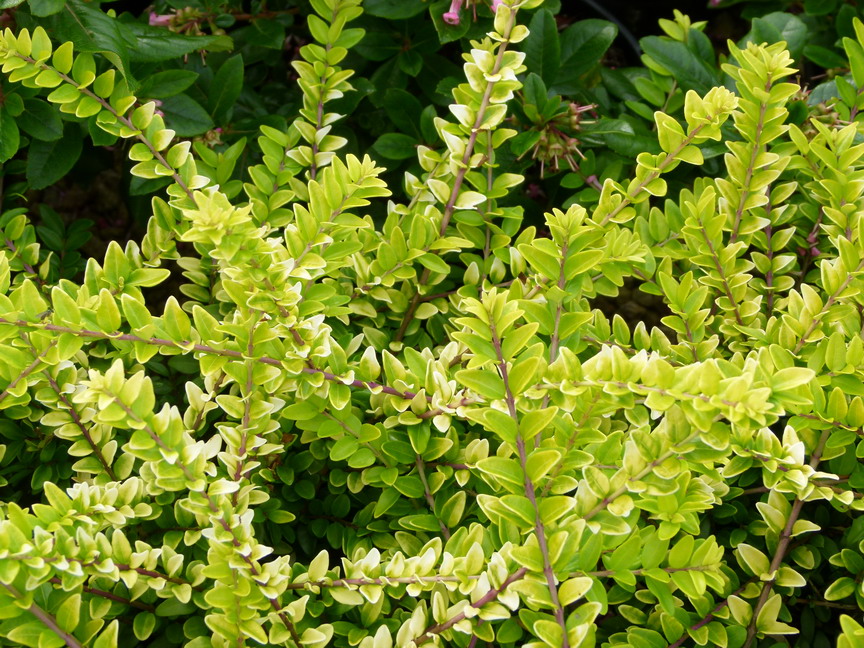 LONICERA nitida Ophélie