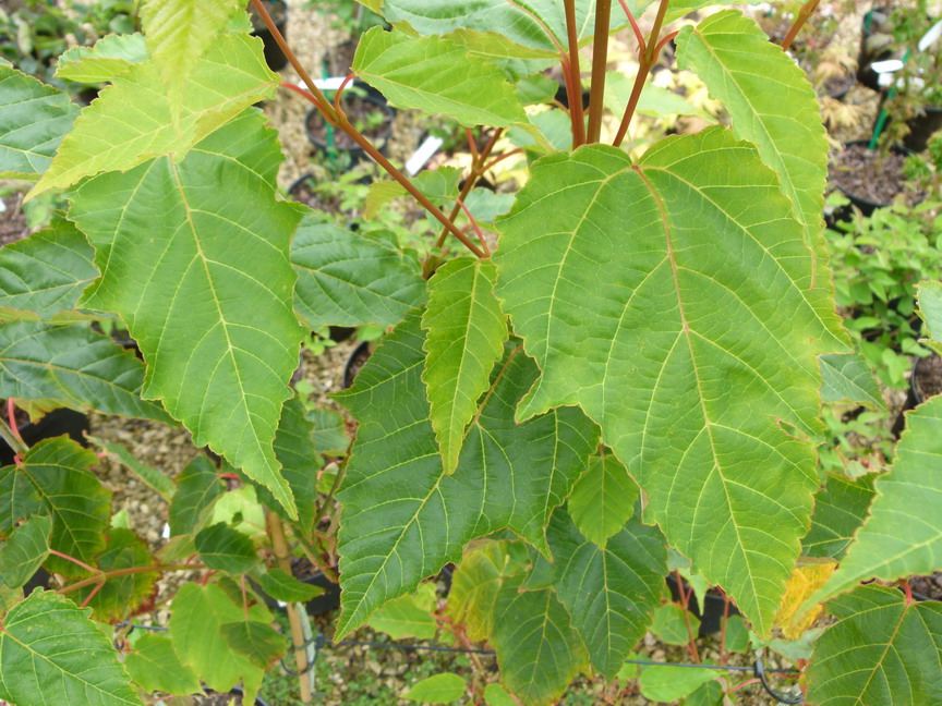 ACER davidii Viper ®