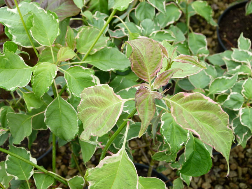 CORNUS alternifolia Pinky Spot ®