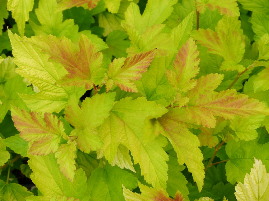 PHYSOCARPUS opulifolius Angel Gold ®